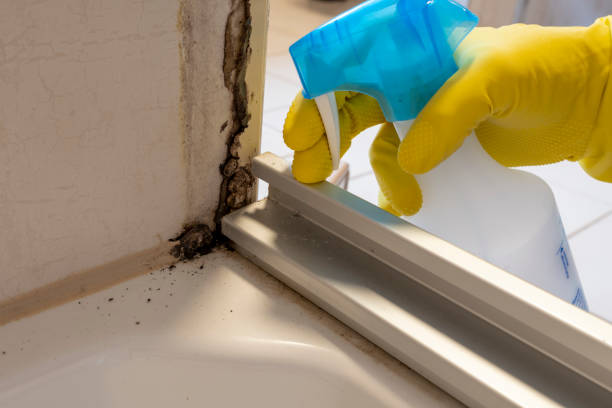 Why You Should Choose Our Mold Remediation Services in Manito, IL